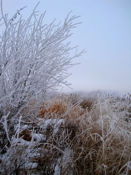 Hoar frost covered bush amongst mixed prairie grass.