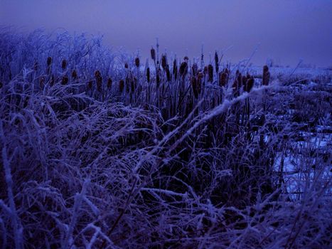 Winter cattails and marsh weeds covered in hoar frost during nightfall.