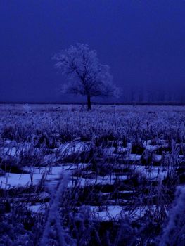 Lone hoar frost covered tree in the middle of a farm field during nightfall.