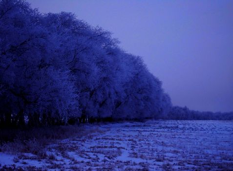 Hoar frost covered trees during nightfall.