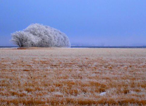 Hoar frost covered field and trees during the day time.