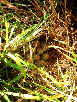 Nest of cream colored eggs with brown spots.