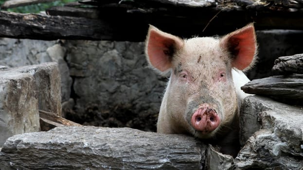 A pig behind a wall in the Chinese countryside.