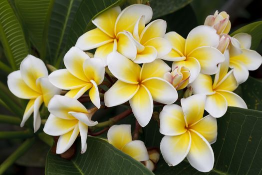 Branch of tropical flowers frangipani (plumeria), Thailand.