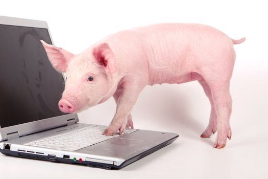 Small pig and a laptop on white