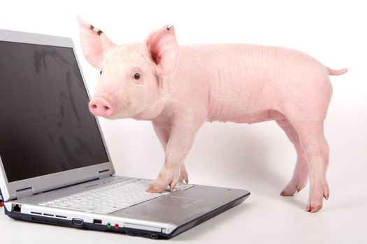 Small pig and a laptop on white