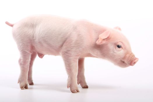 Small pig on white