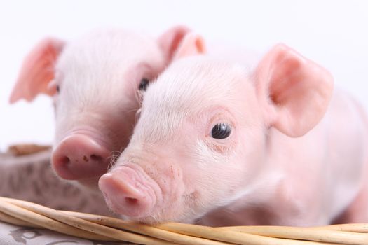 Two little pigs in a basket