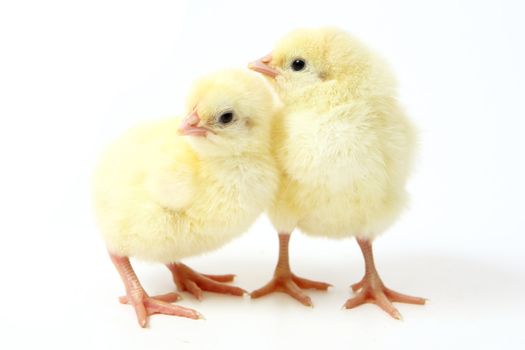 Two little chickens on white
