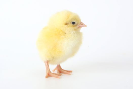Little chicken on white
