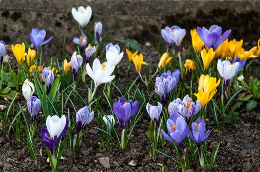 CLoseup on colourful mixed crocused in dry spring soil