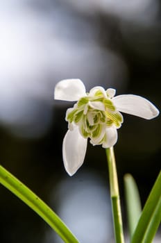 Rare filled snowdrops - galanthus nivalis var. praecox