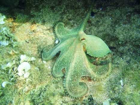 Underwatershot of a wild Octopus, taken in the Mediteranian sea in Greece