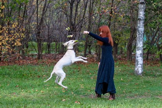 A girl in a black dress and white saliki pup in a forest 
