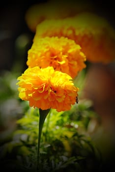 closeup of marigold flower