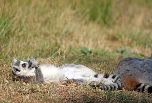 ring tailed lemur