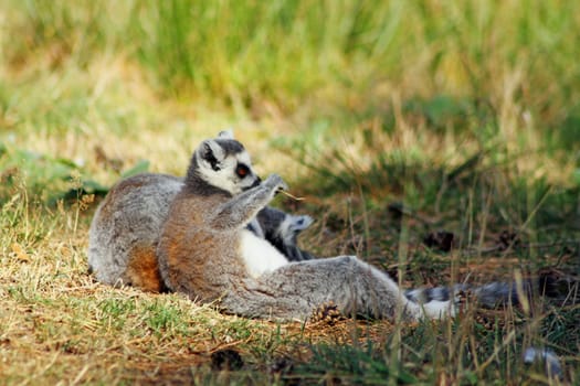 ring tailed lemurs