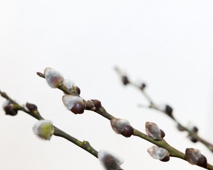 Willow branches on a white background