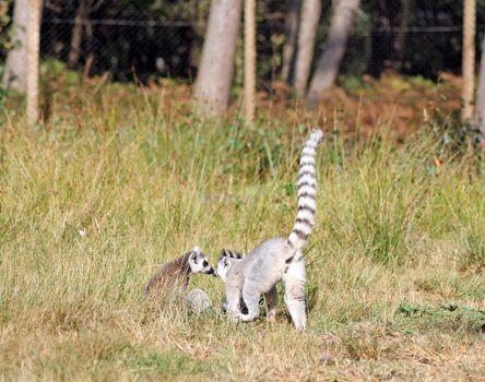 ring tailed lemurs