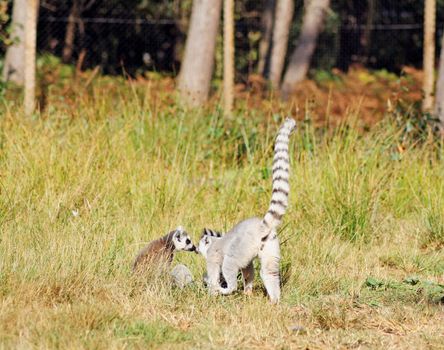 ring tailed lemurs