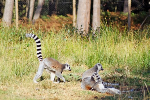 ring tailed lemur