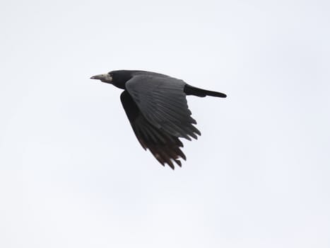 black raven flying in cloudy sky