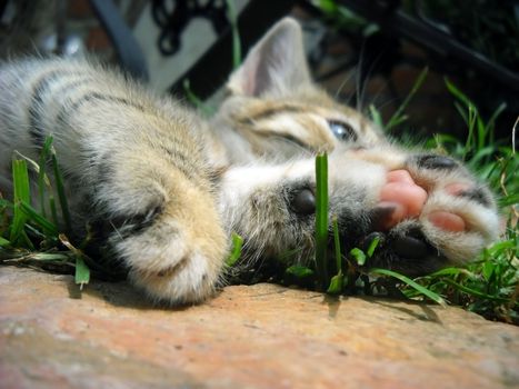 paws of baby cat resting on grass outdoors