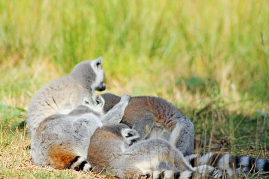 ring tailed lemurs