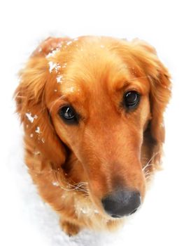 cute orange golden retriever dog at snow