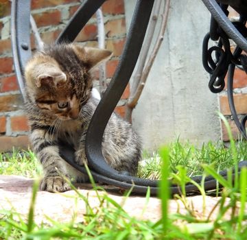 gray baby cat playing  on grass outdoors