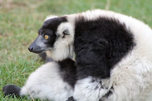 lemur