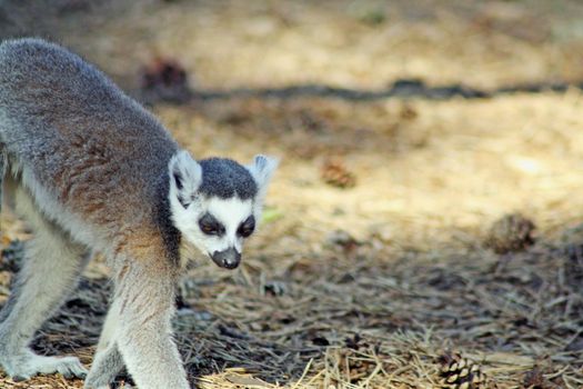 ring tailed lemur