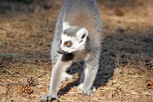 ring tailed lemur