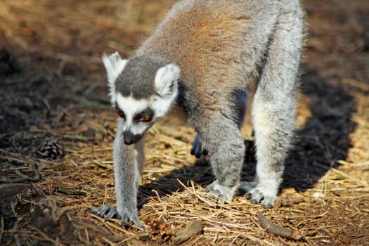 ring tailed lemur