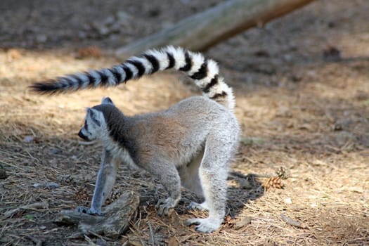 ring tailed lemur