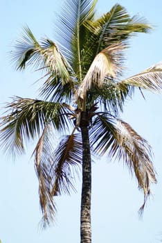 Top closeup of coconut tree