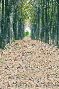 View of fallen dried leaves, a perfect straight path along the edge of a forest and meadow. Deceased pathway