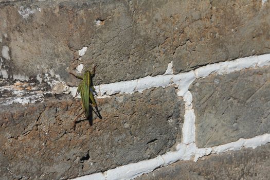 Grasshopper on a sunny wall, resting.