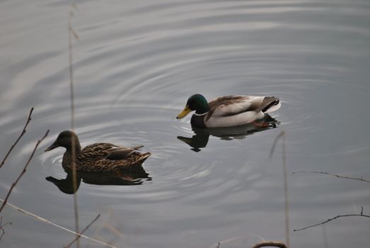 a pair of ducks swimming in the waters of Levico's Lake , in the province of Trento