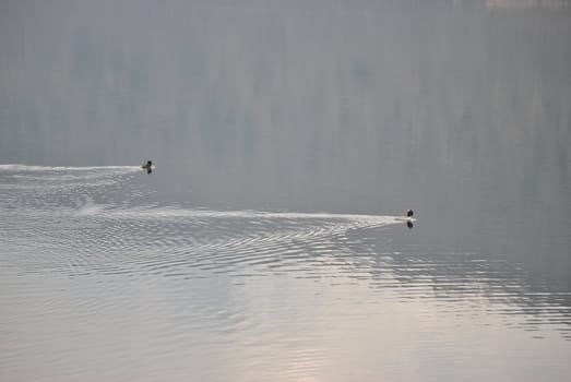 a pair of ducks swimming in the waters of Levico's Lake , in the province of Trento