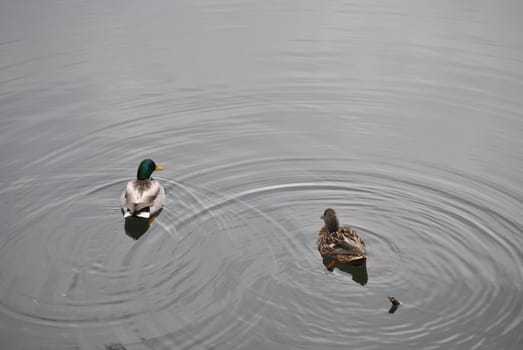 a pair of ducks swimming in the waters of Levico's Lake , in the province of Trento