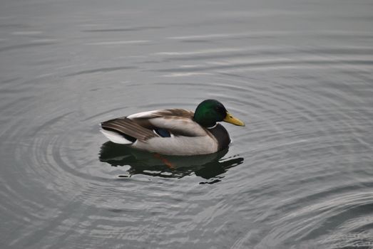 a lonely duck swims in the waters of Levico's Lake , in the province of Trento