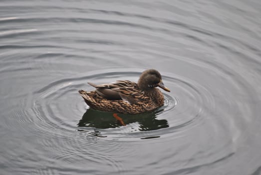 a lonely duck swims in the waters of Levico's Lake , in the province of Trento