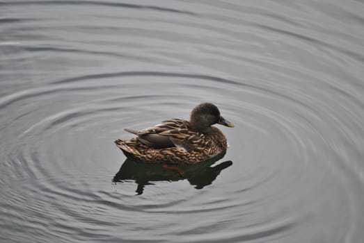a lonely duck swims in the waters of Levico's Lake , in the province of Trento