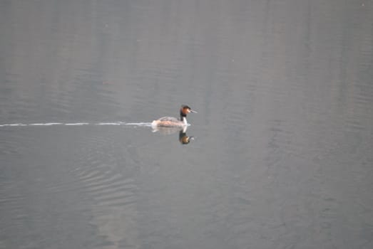 A lonely duck in the Levico's Lake