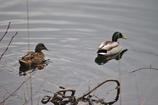 A couple of ducks in the Levico Lake.