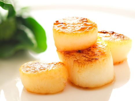 close up of pan seared sea scallops