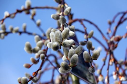 pussy willows in spring and blue sky background