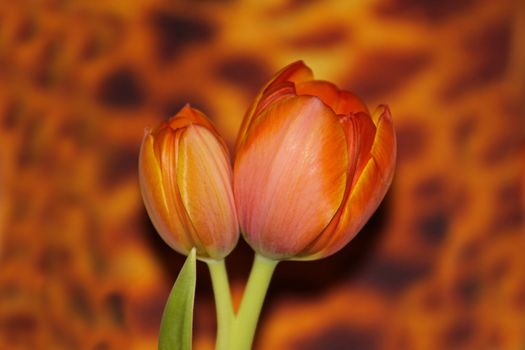 Beatiful Orange tulips on a wild Backround