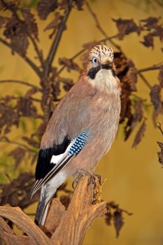 Close-up of an Eurasian Jay (Garrulus glandarius) on a pine tree